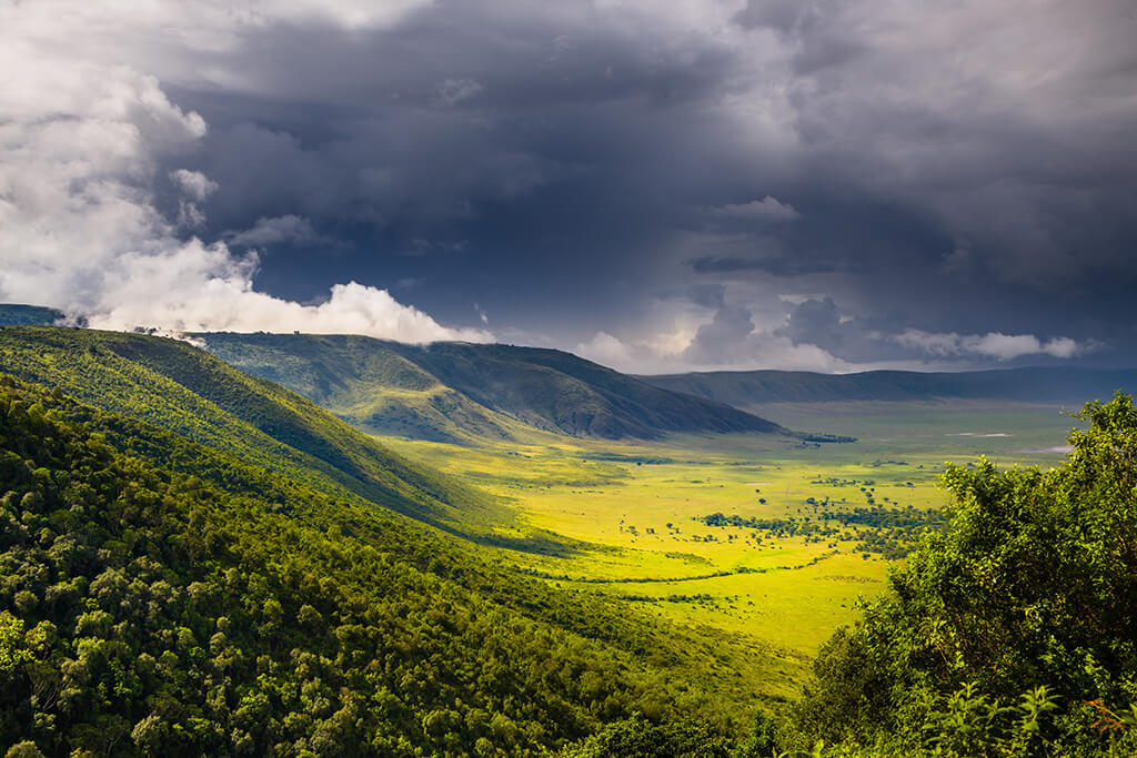 ACACIA_GREEN_FOREST_5