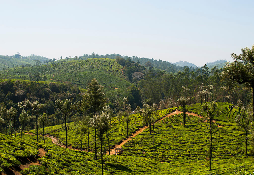 valparai treet